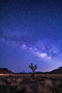a tree in a field with a starry sky above