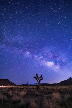 a tree in a field with a starry sky above
