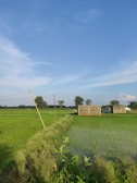 A peaceful rural landscape with chicken coops surrounded by green fields under a clear sky.