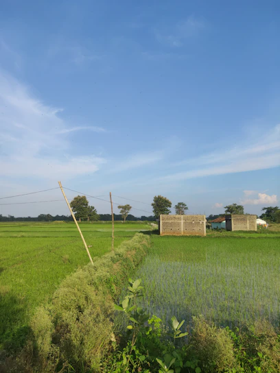 A serene village landscape with lush green fields and a rustic farmhouse under a clear blue sky.