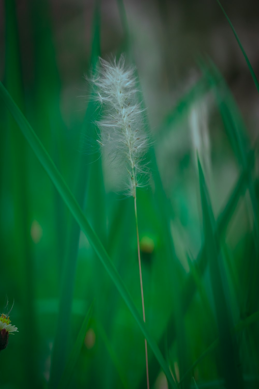 a dandelion flower on a green stem