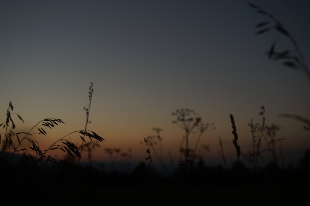 a field of grass with a tree in the background