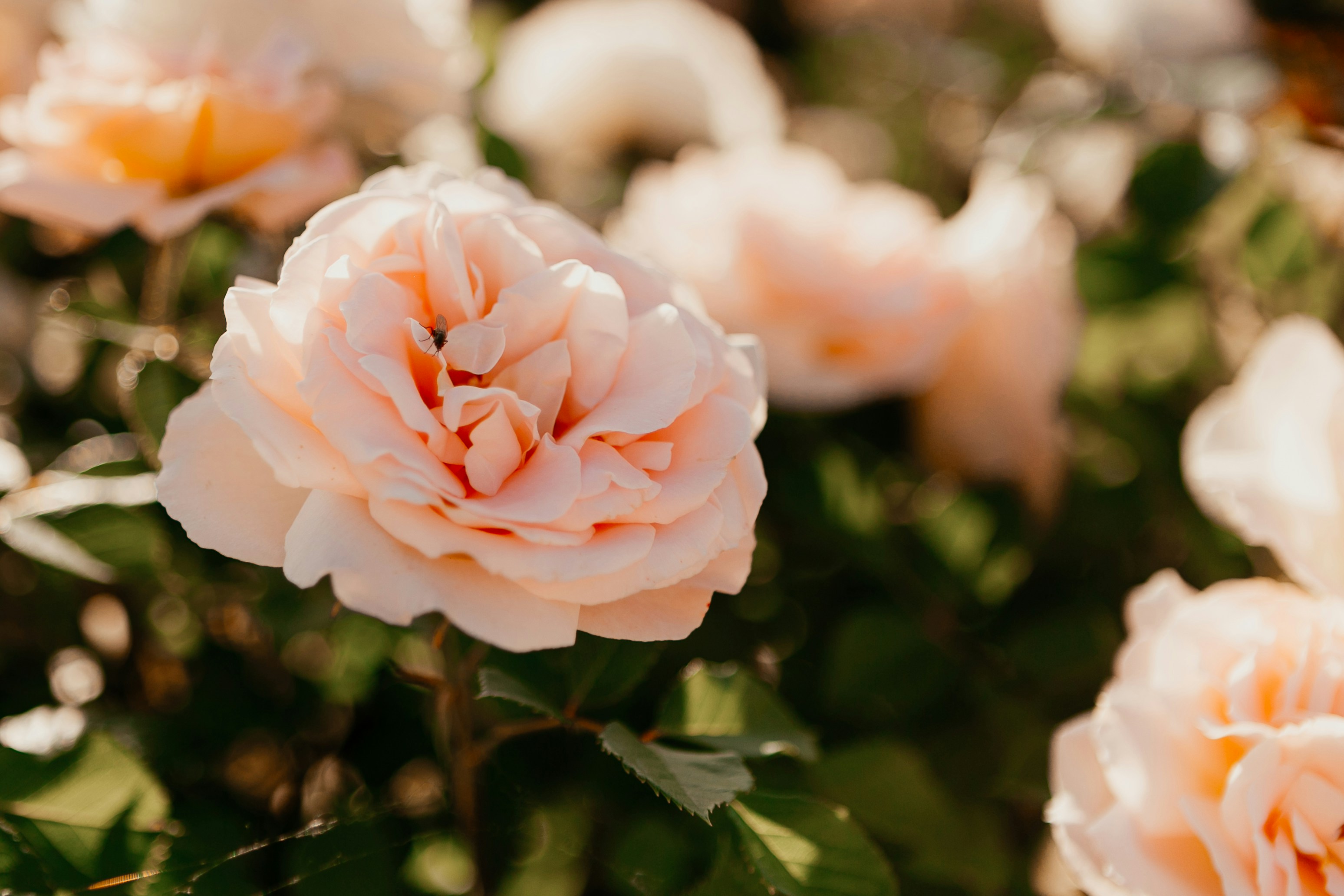 Photo by olga_kononenko