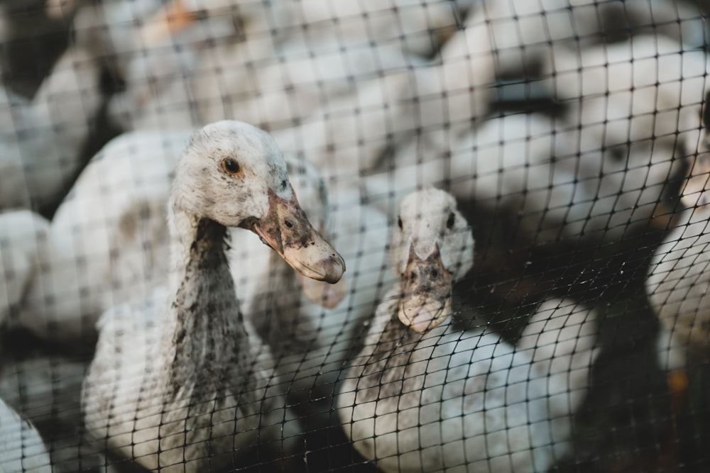 a group of birds in a cage