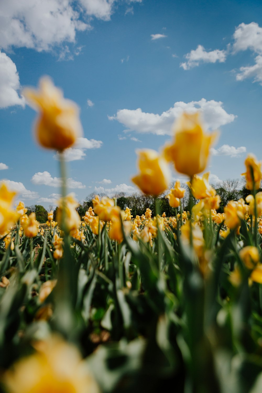 Un campo de flores amarillas