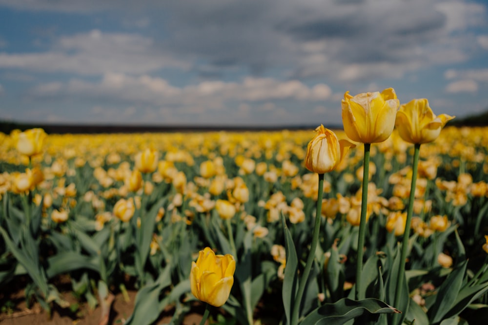 Un campo de flores amarillas