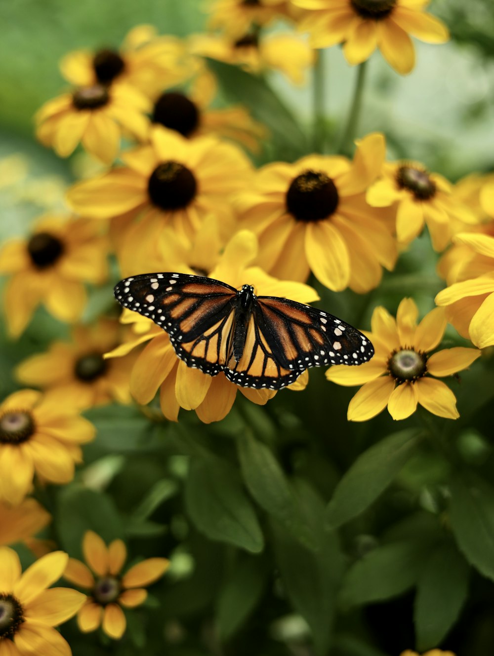 una mariposa en una flor