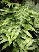 a close up of a leaf