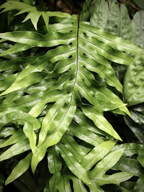 a close up of a leaf
