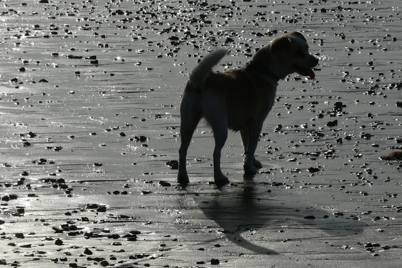 Best Pet-Friendly Hotels and Stays in Christchurch for Travelers With Furry Companions