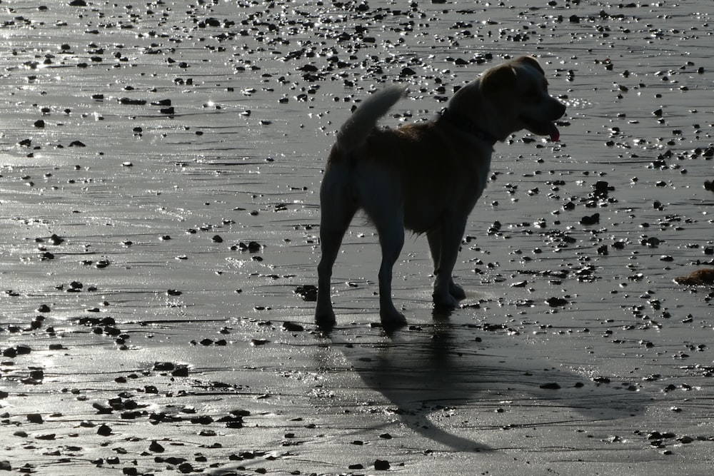 a dog standing on a wet road