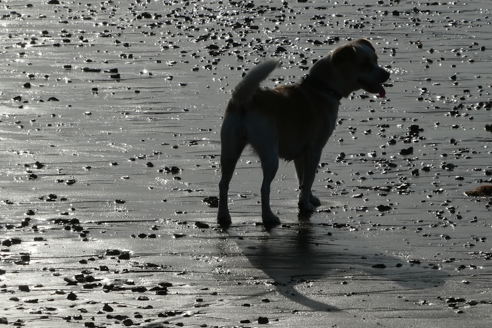 Un perro parado en un camino mojado