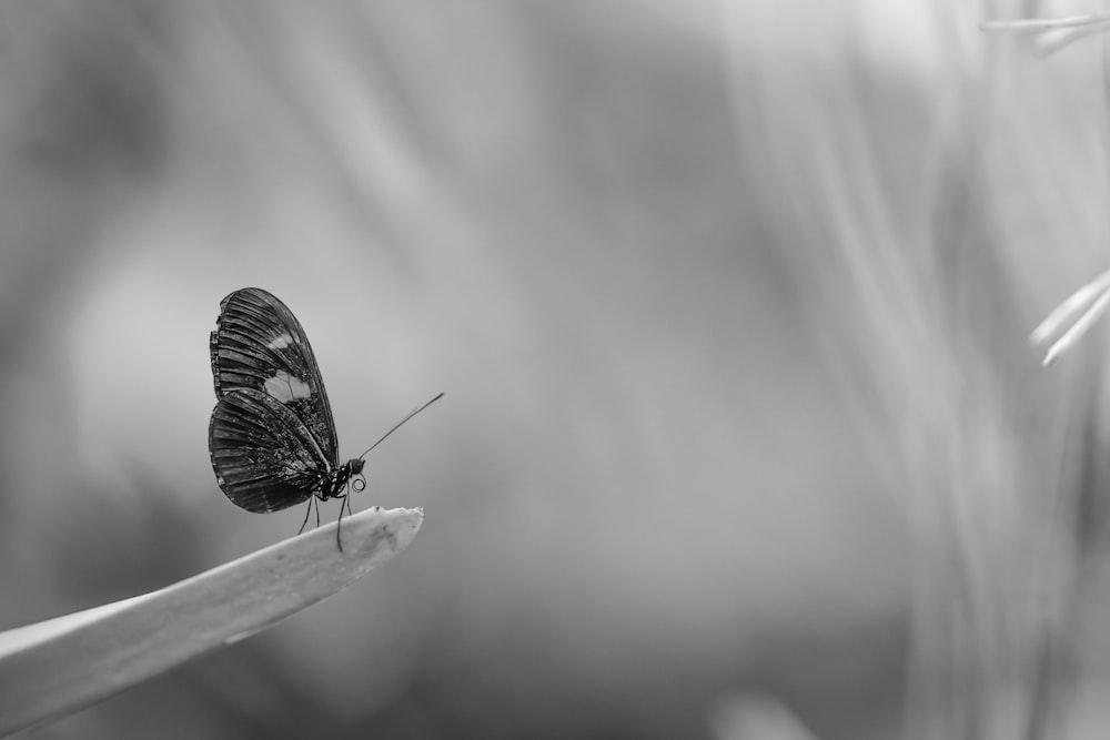 a black and white butterfly on a stick