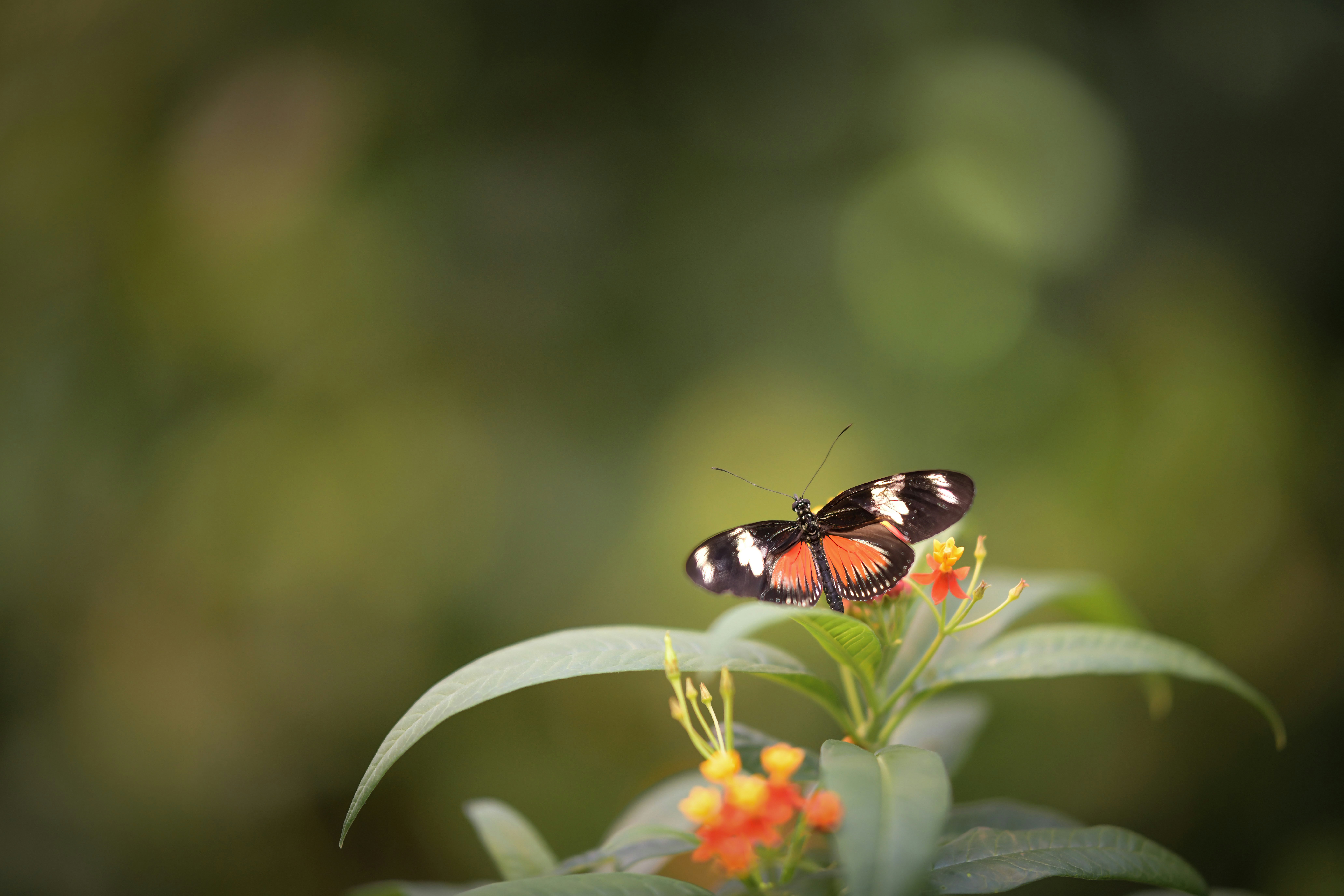 Photo by vincentvanzalinge