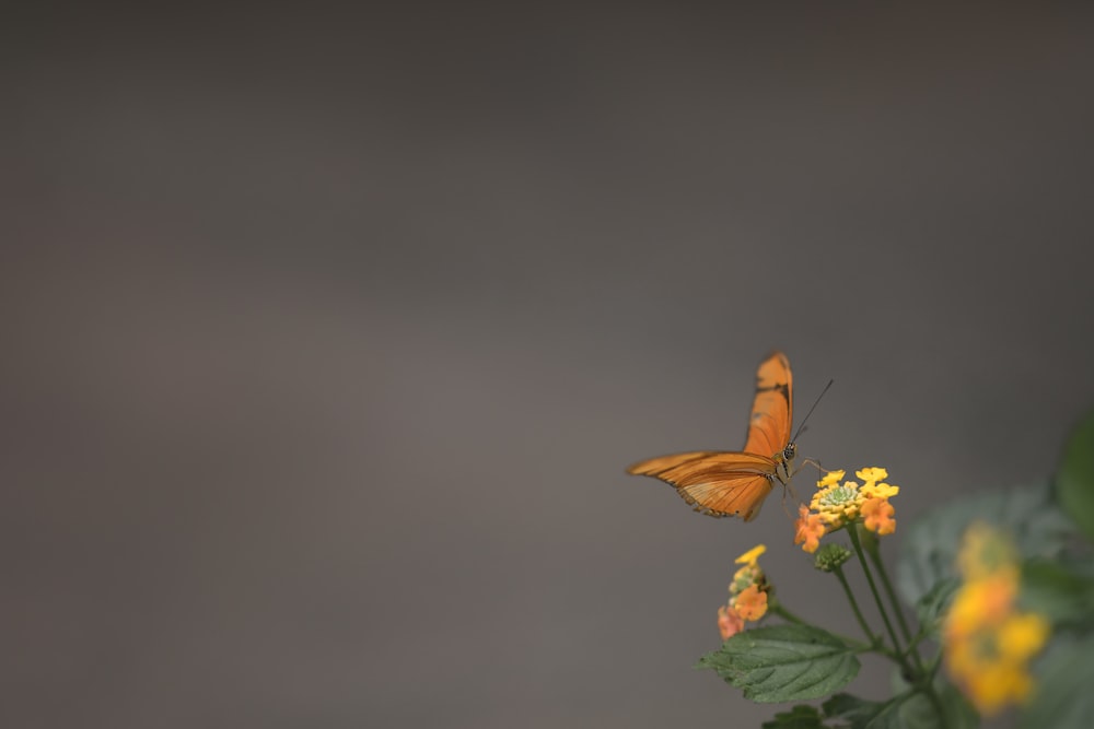 a butterfly on a flower