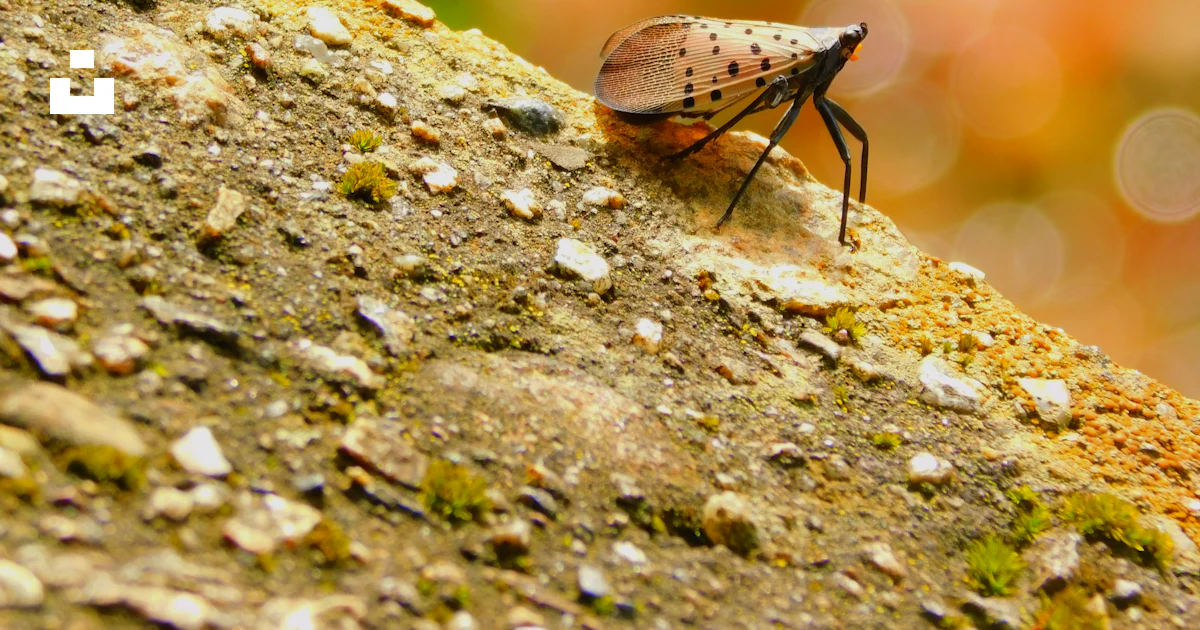 Rock Bug Insect A bug on a rock photo – Free Animal Image on Unsplash