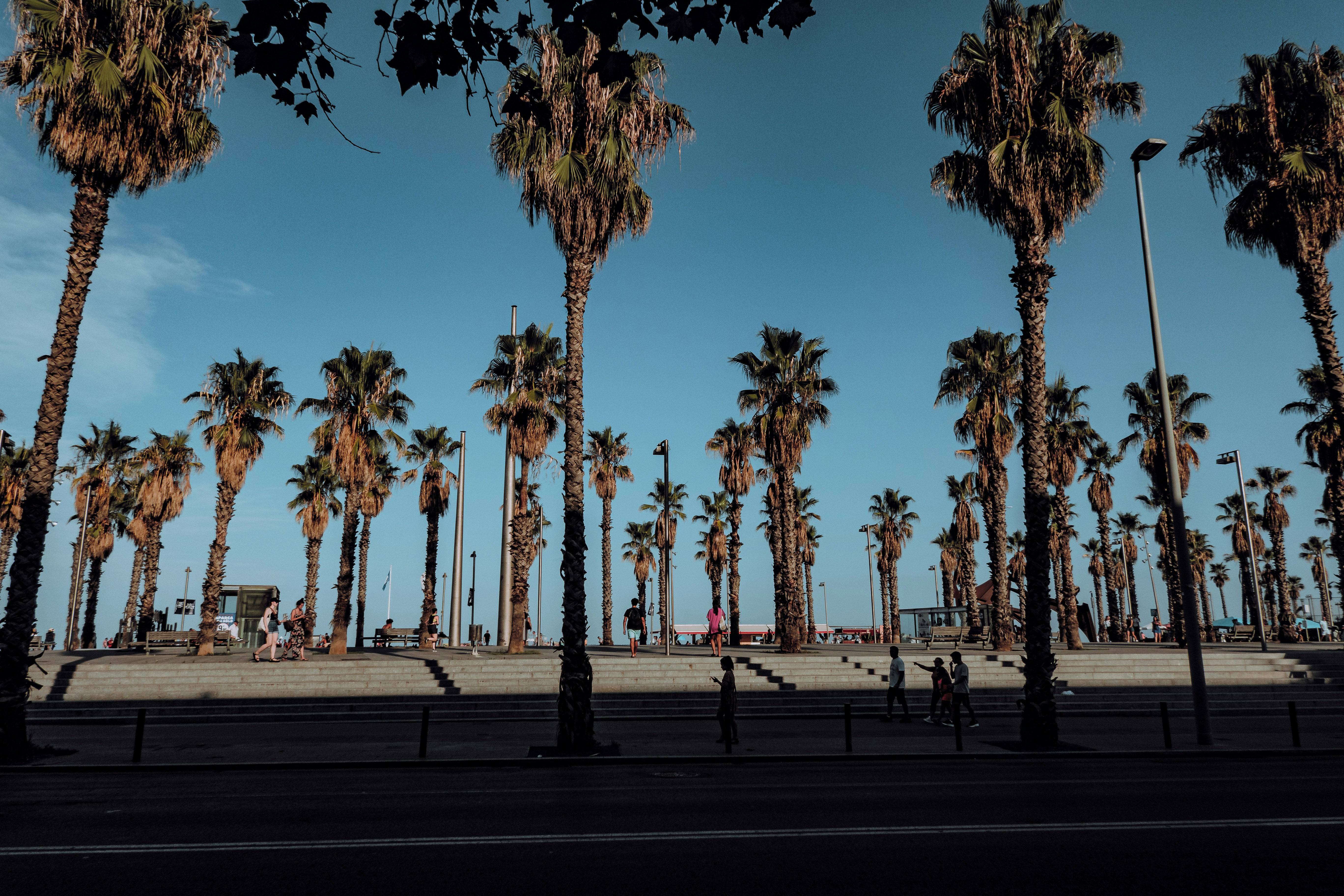 a group of palm trees
