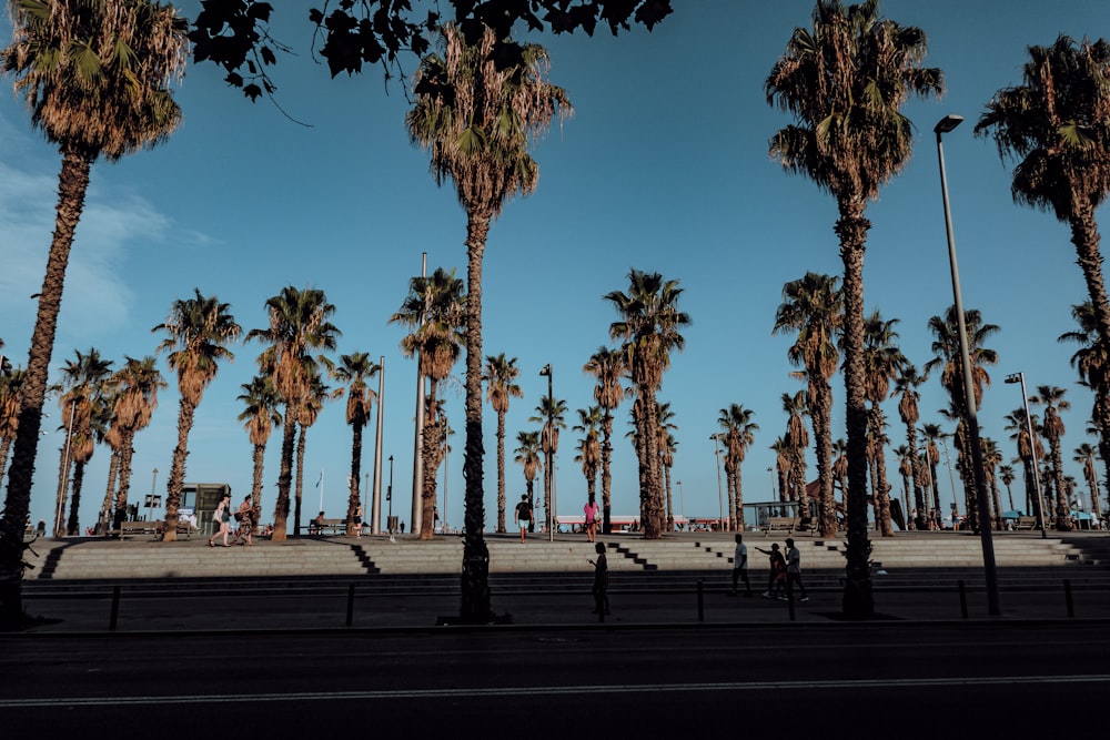 a group of palm trees