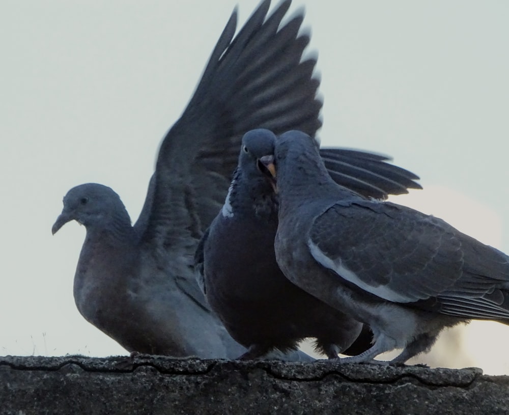 a group of birds