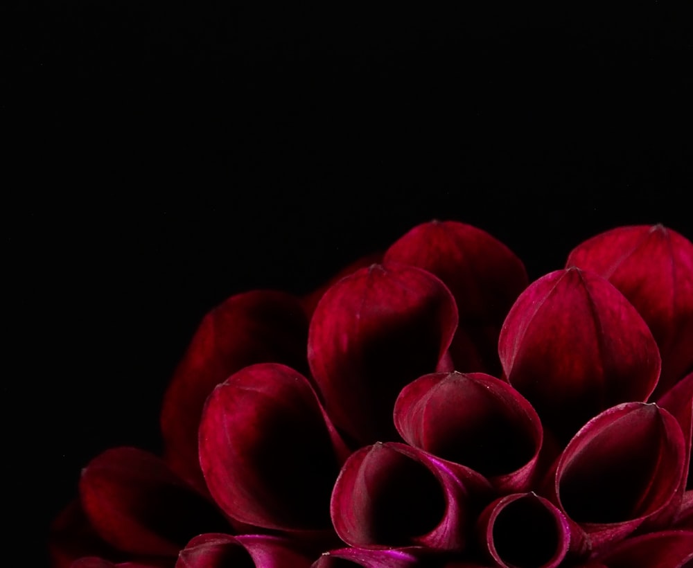 a group of red flowers