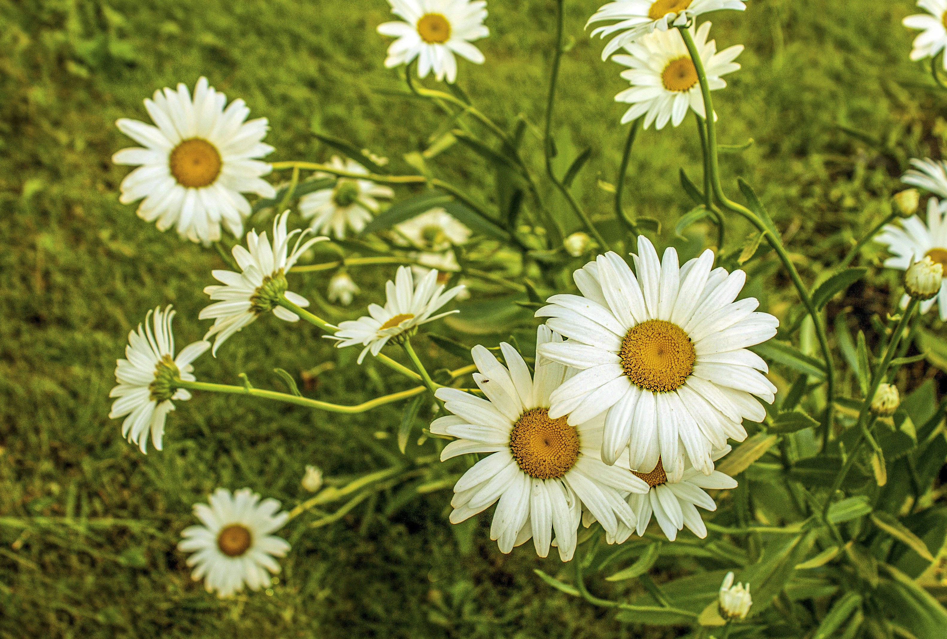 Photo by olgamusiichuck