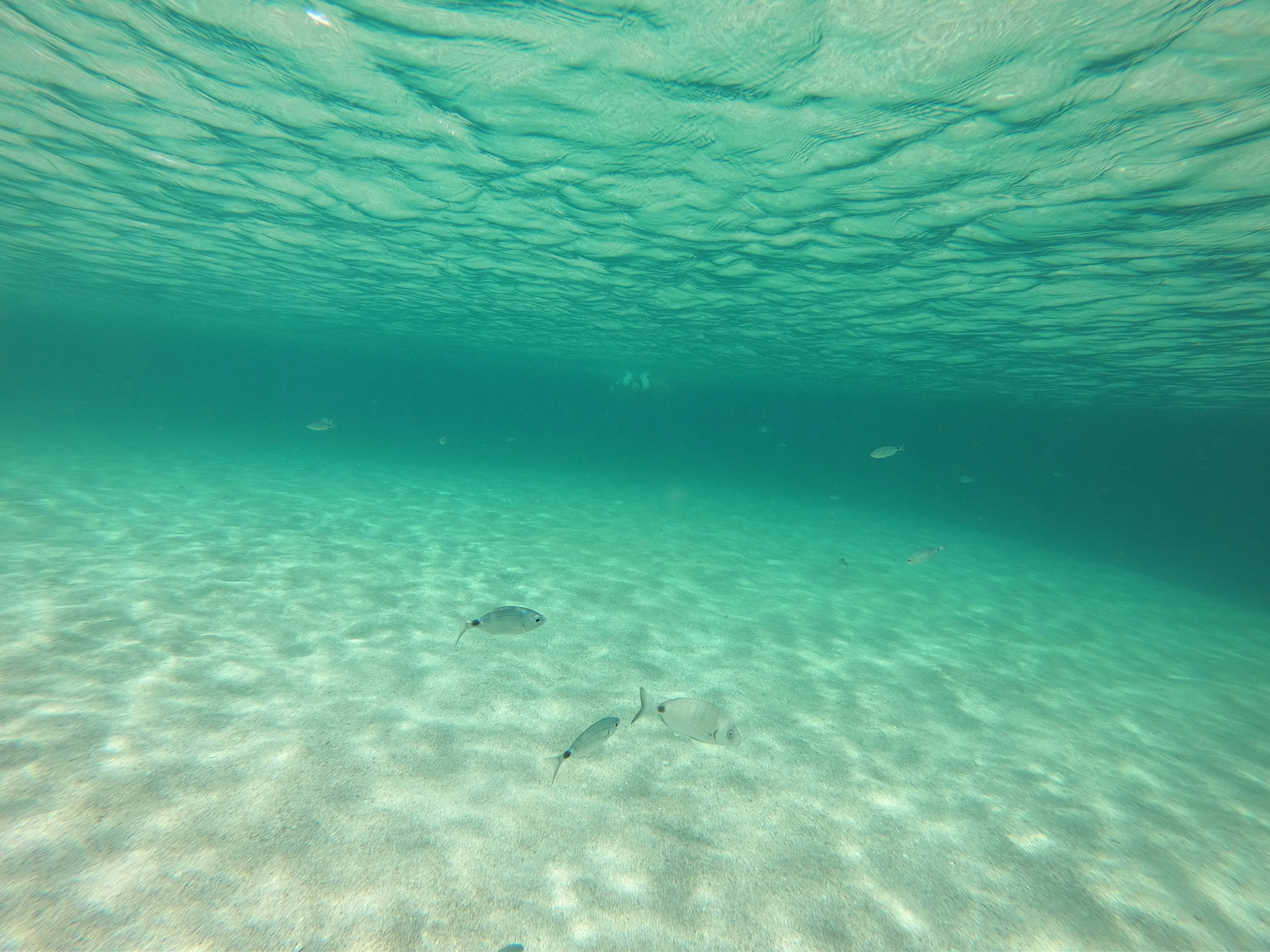 fish swimming in the water