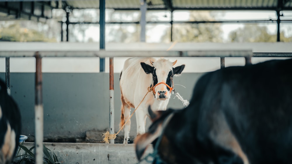 a horse in a pen