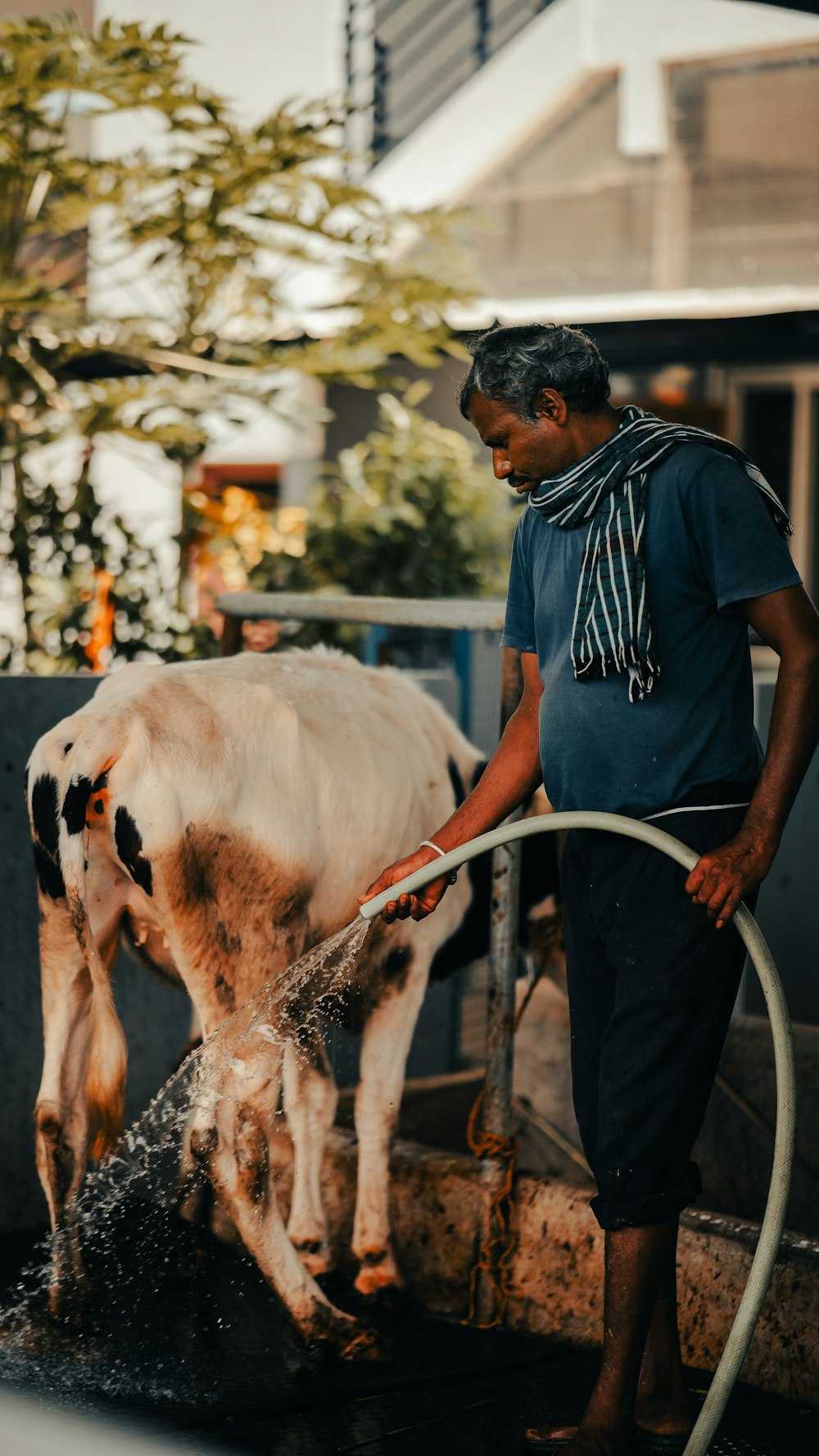 a man washing a cow