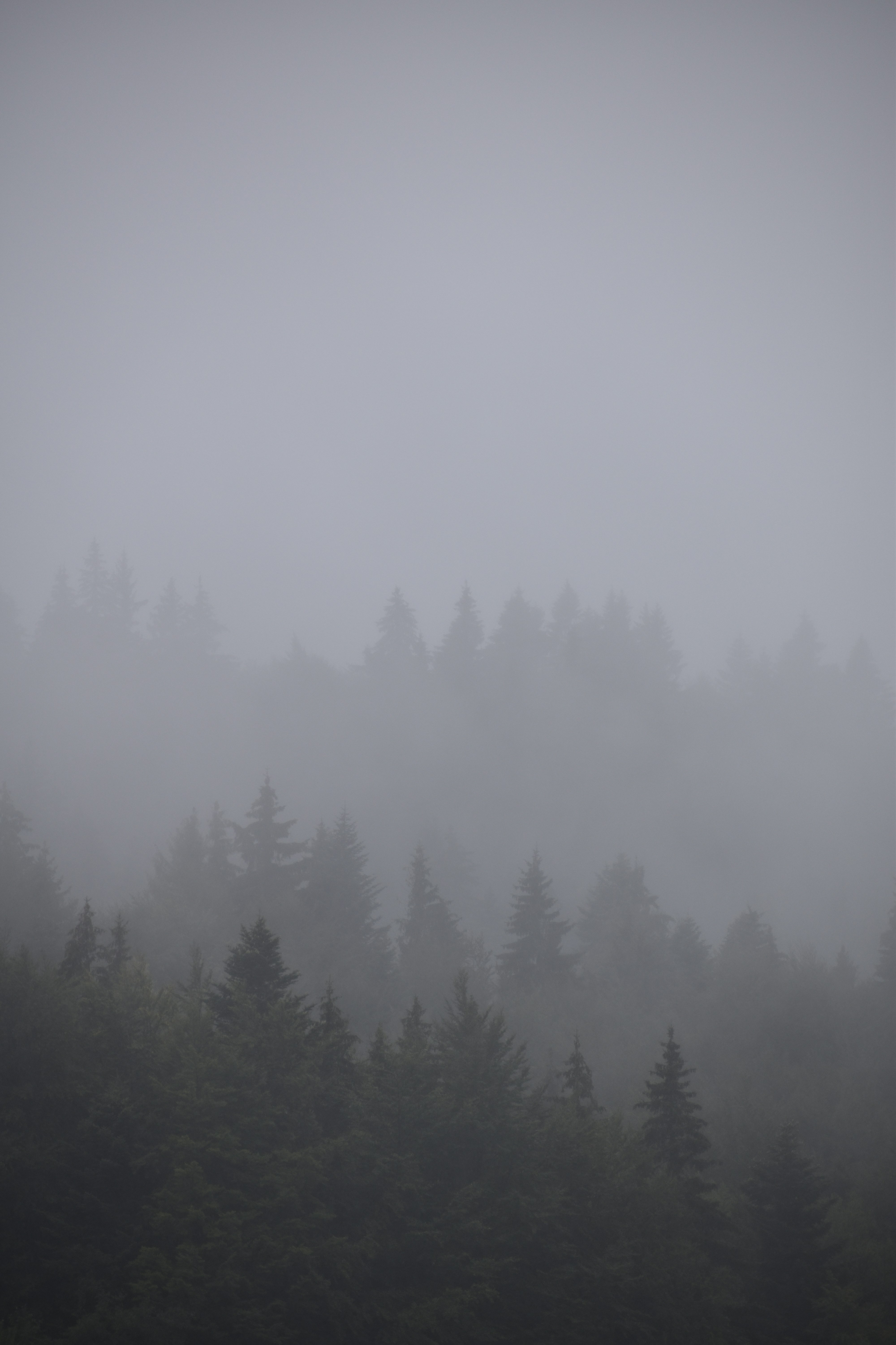 Misty Carpathian Forest Road