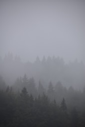 a foggy forest with trees