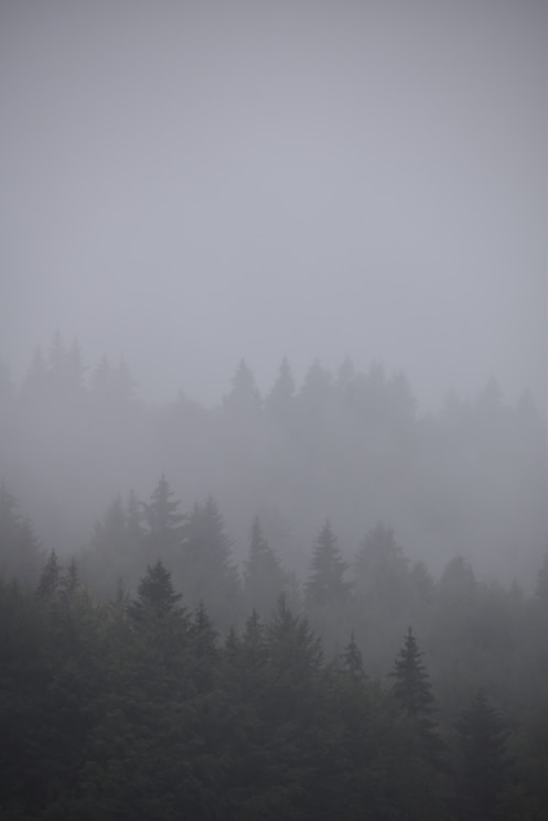 a foggy forest with trees