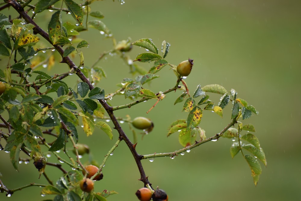 a tree with fruits on it