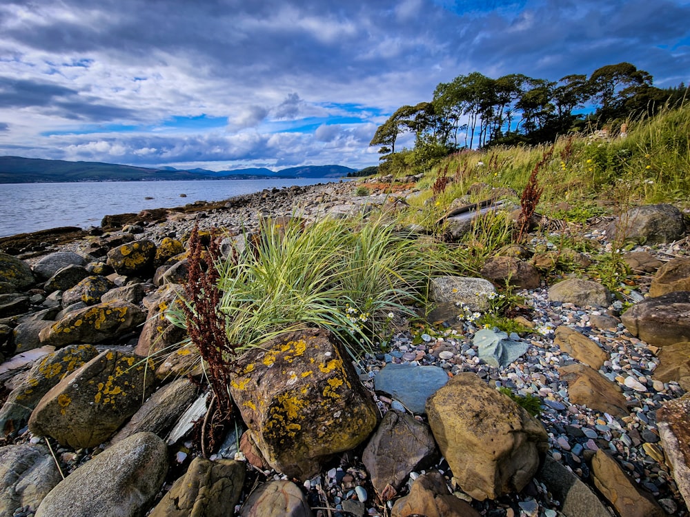 a rocky beach with plants and trees