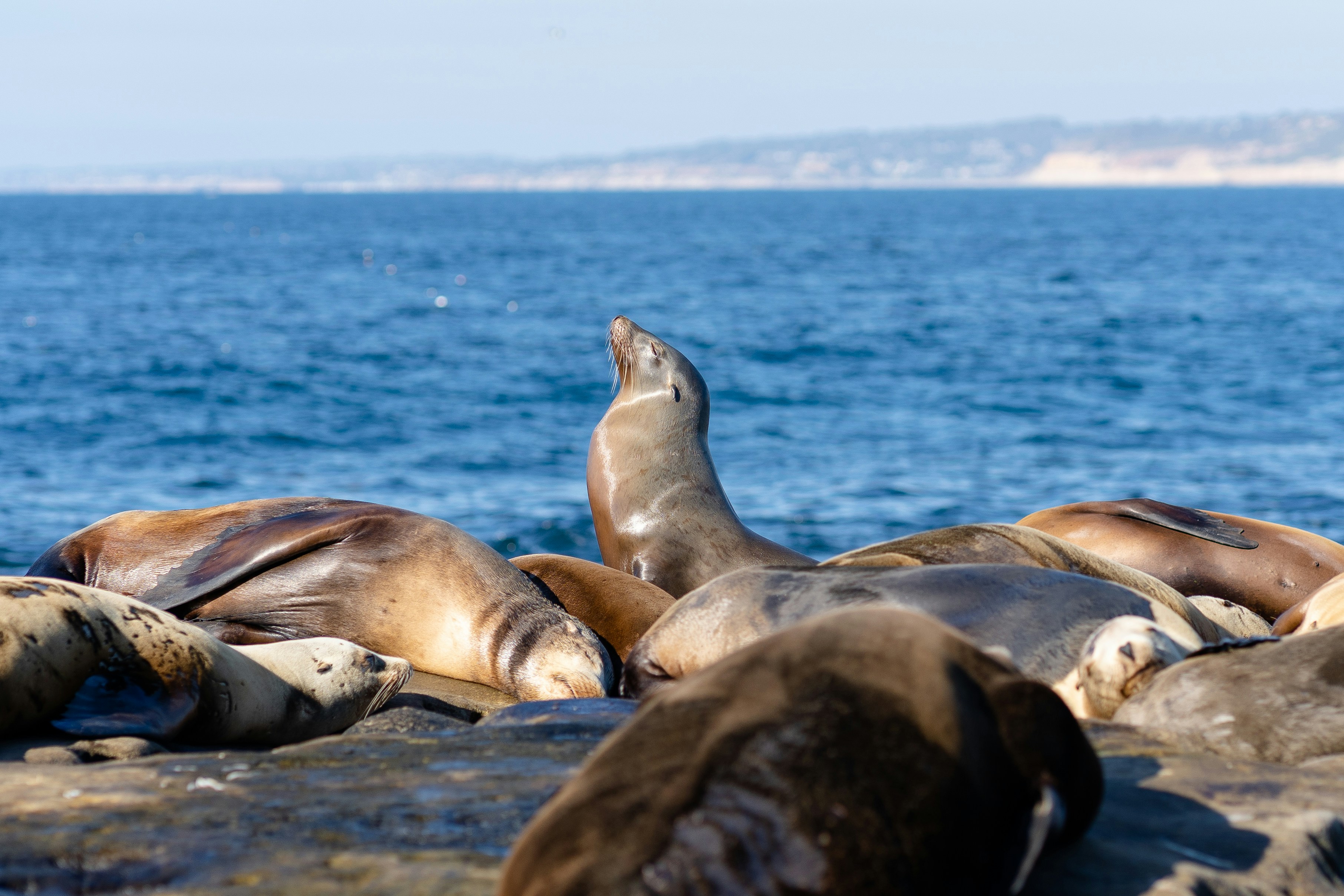a group of seals lying on the beach, a seal lifting its head to soak in the sun among sleeping seals