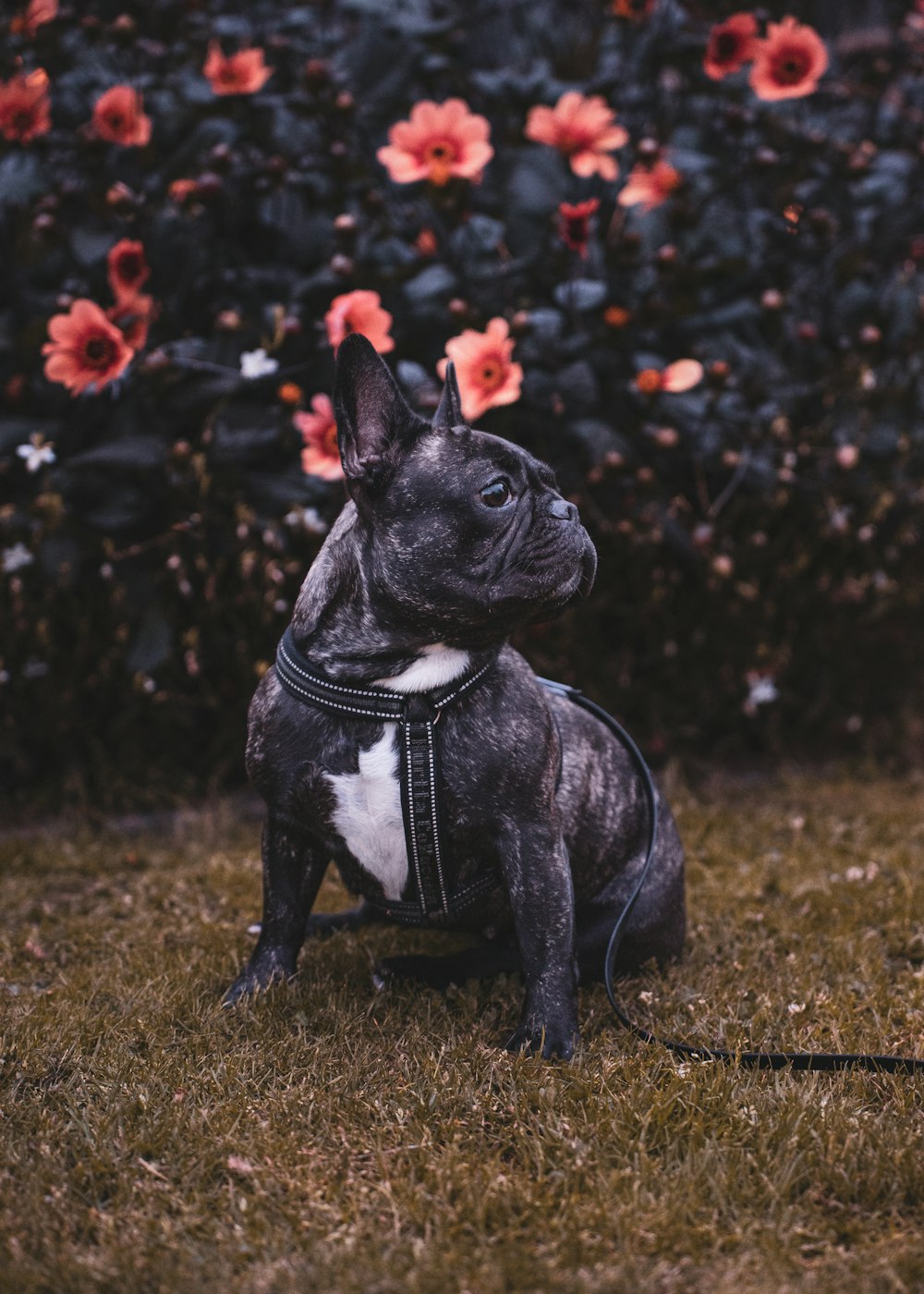 a dog wearing a vest