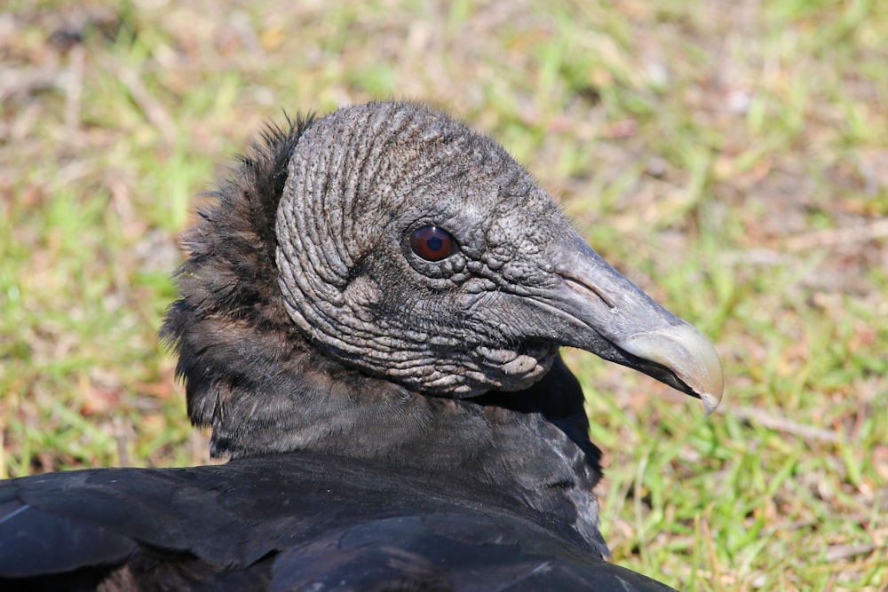 a bird with a long beak