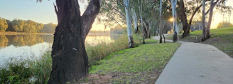 A peaceful riverside path along the Seine, framed by trees and wildflowers, inviting for a stroll or bike ride.