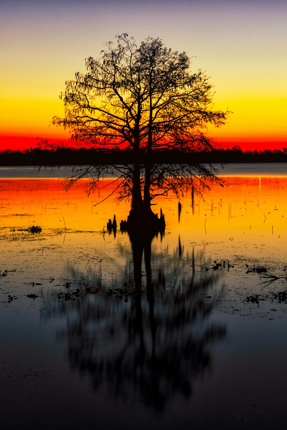 a tree in a body of water