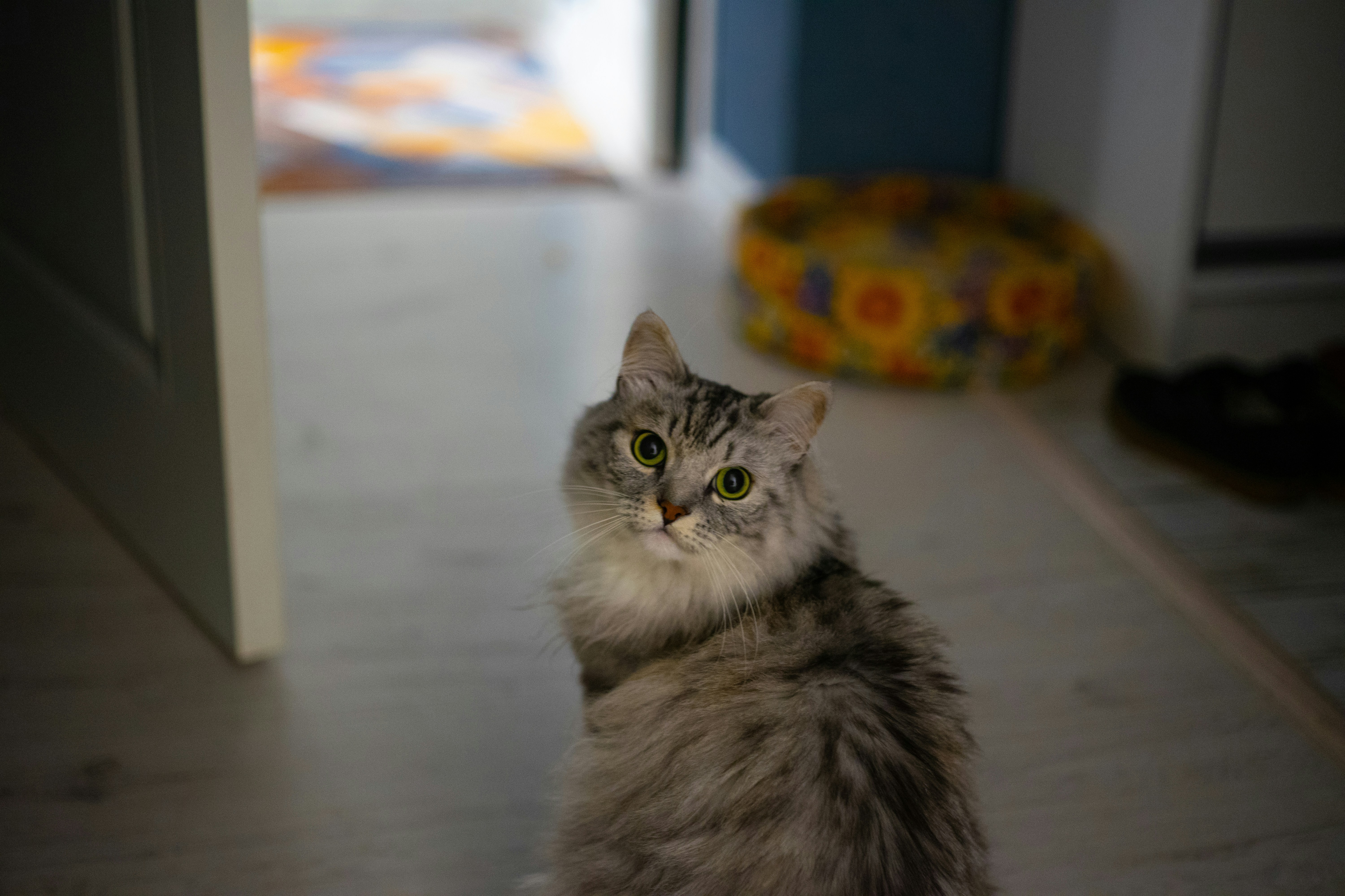 A cat sitting on the floor photo – Free Cat Image on Unsplash