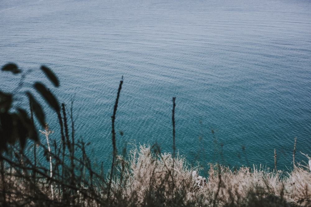 a body of water with plants and trees around it