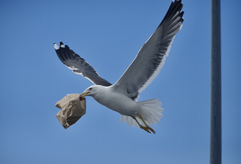 a bird flying in the sky