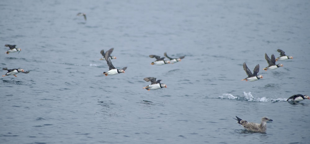 a group of birds fly over water