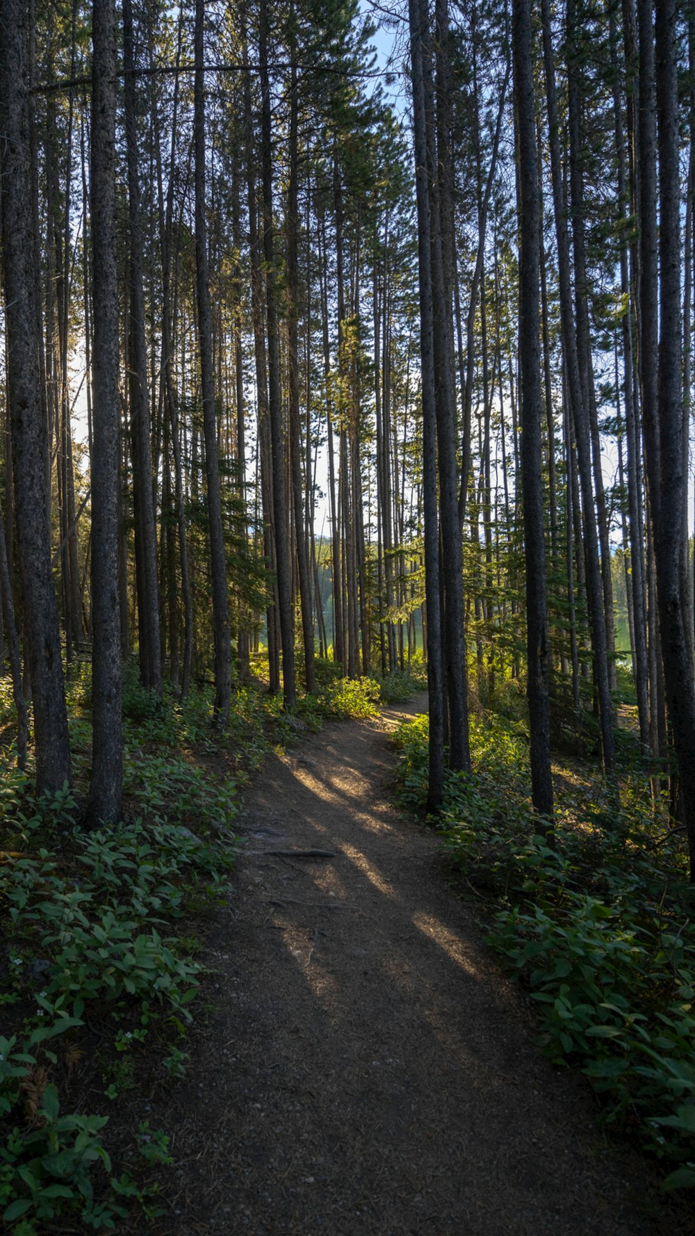 a path through a forest