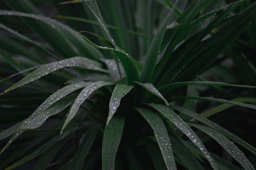 close up of a plant