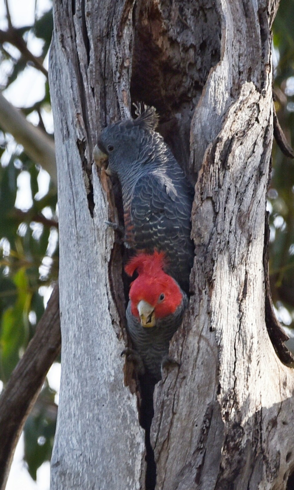 a couple of birds in a tree