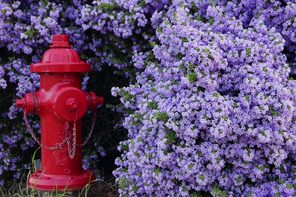 a red fire hydrant surrounded by purple flowers