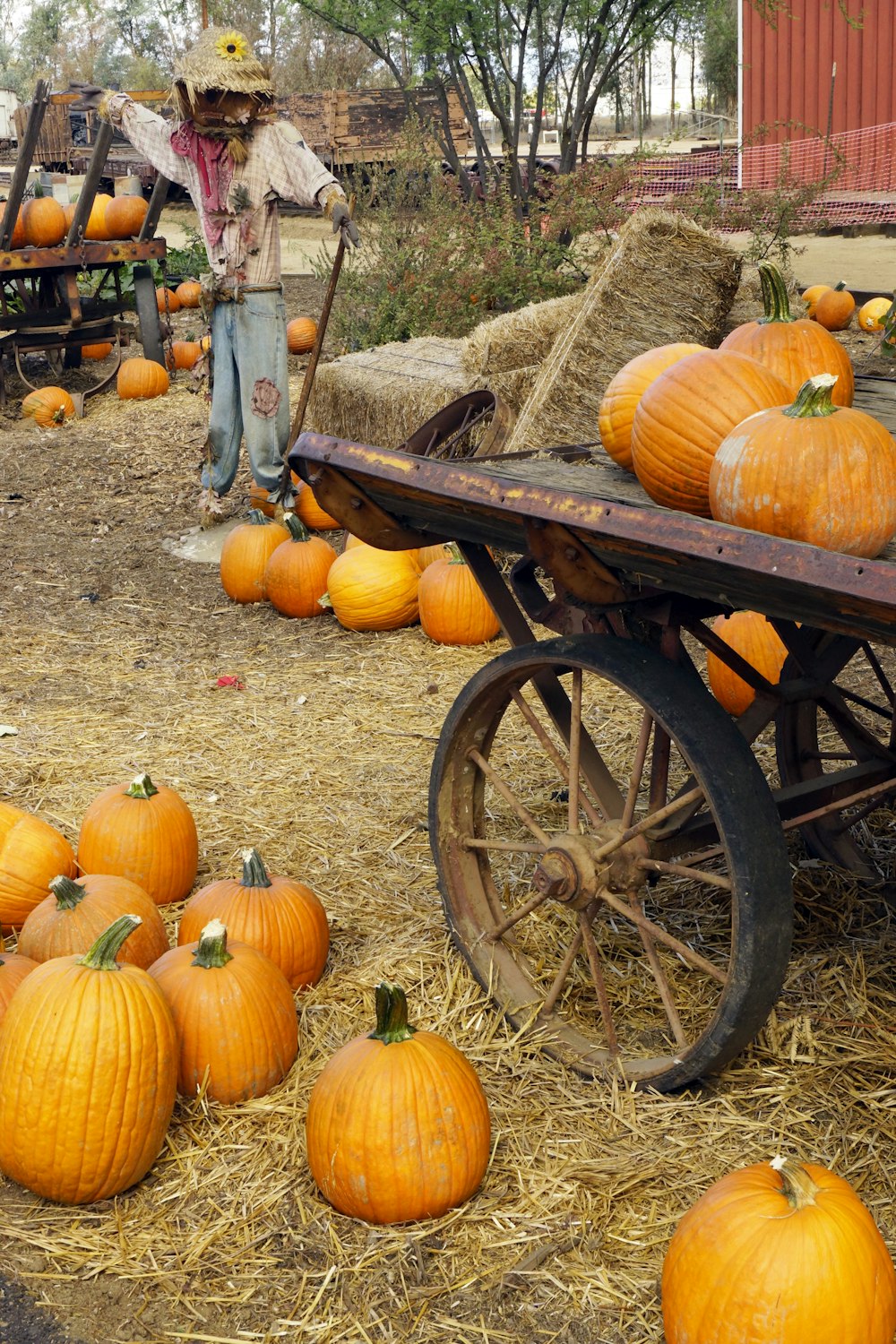 a person standing next to a cart full of pumpkins