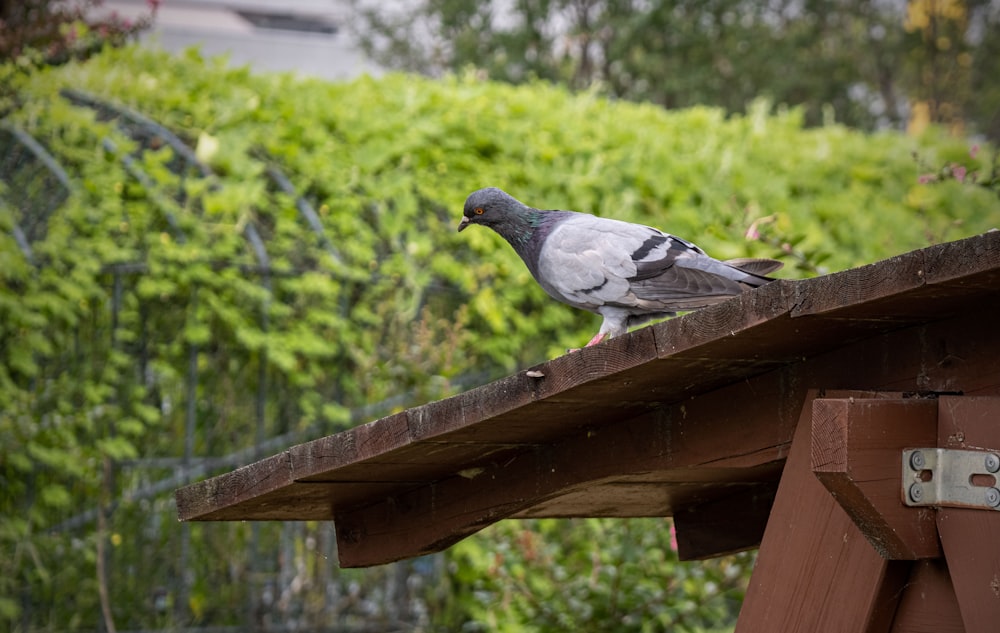 a couple of birds on a bird feeder