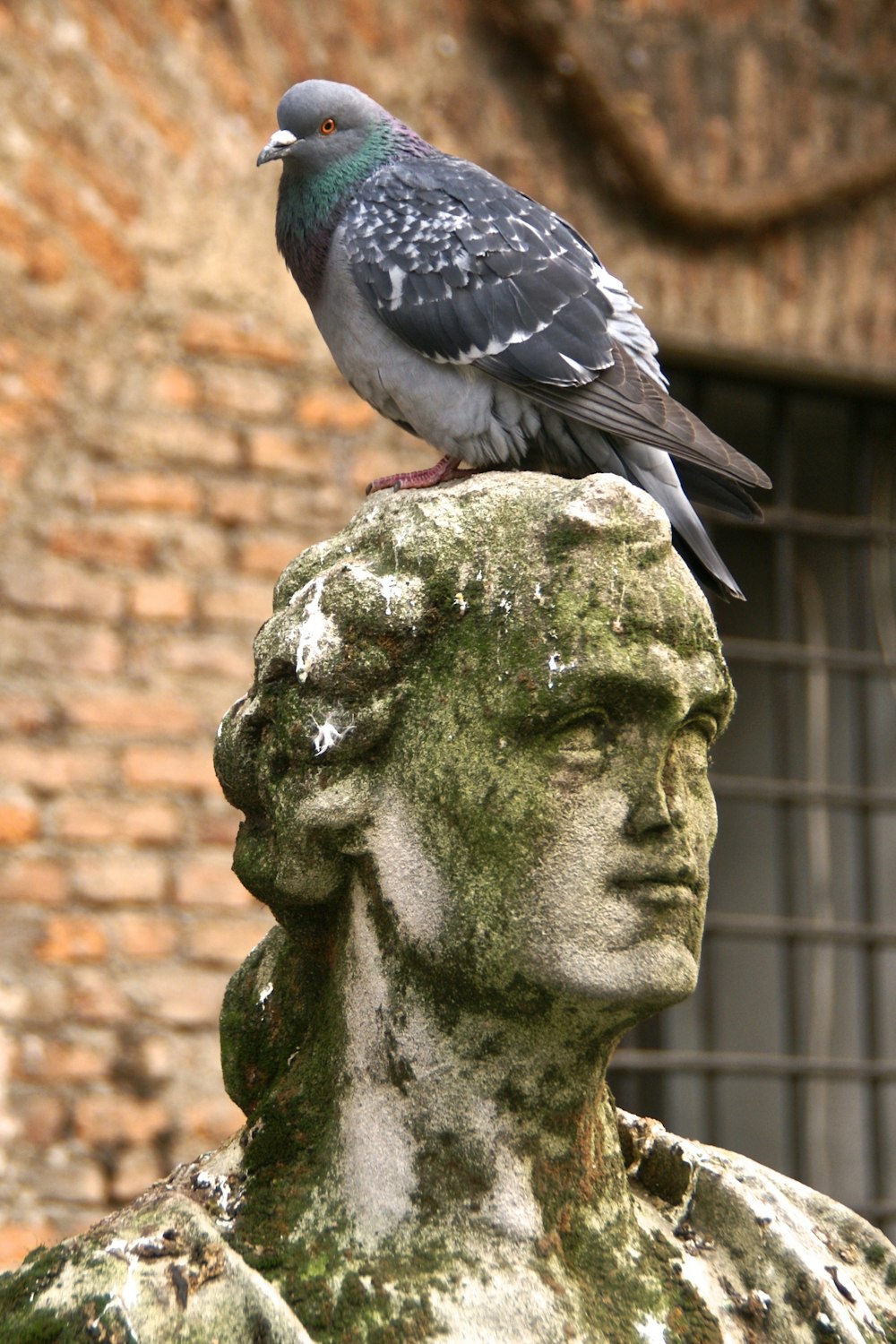 a bird sitting on a rock