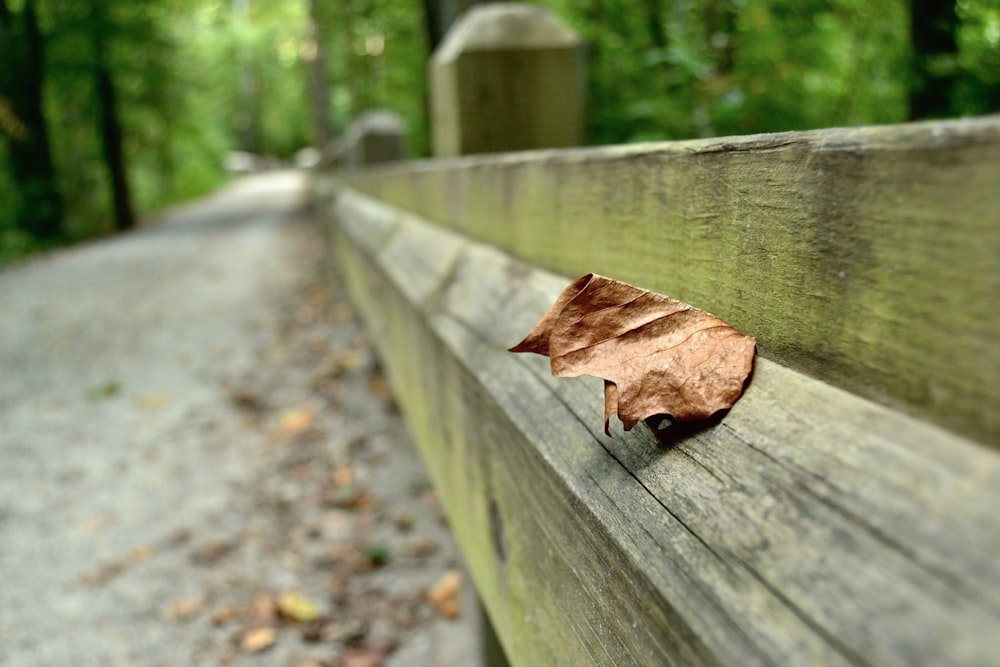 a brown leaf on a wooden surface